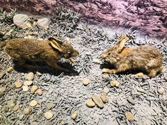 -南宫五洲植物乐园