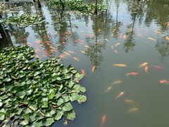 -池杉湖湿地公园