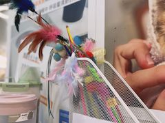 -COLOR PETS 撸猫馆·购猫·猫咖(长风大悦城店)