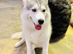 -TrueLove @ Neverland (Husky Cafe)
