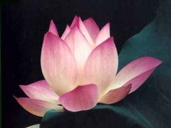 -素心缘素食文化主题餐厅