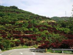 -四明山国家森林公园