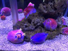 -太平洋海底世界