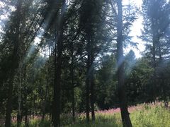 -塞罕坝国家级自然保护区