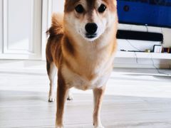 -瑞霖·隆江猪脚饭