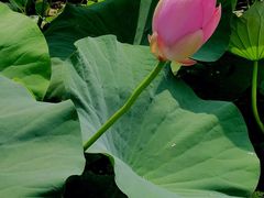 -洪湖生态旅游区