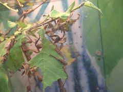 -上海大自然野生昆虫馆(东方明珠·爬宠昆虫探索中心)