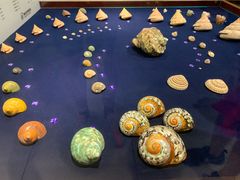 -青岛贝壳博物馆