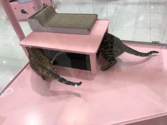 -凯德广场(学府店)