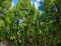 -黄海国家森林公园