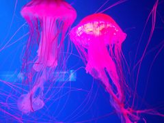 -皇家极地海洋世界-售票处