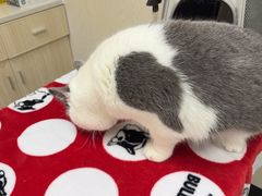 -凯特喵百思猫专科医院