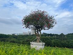 -东莞植物园