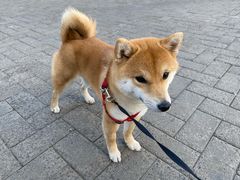 -瑞派·关忠动物医院·异宠专科·犬猫肿瘤·皮肤专科(望京店)