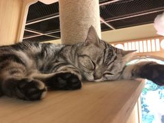 -猫和宫(六道口店)