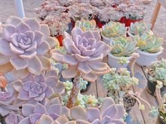 -三圣花乡旅游区