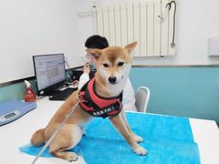 -欧奕国际动物医院