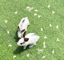 -萌宠亲子动物乐园(槐房万达店)