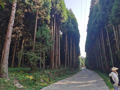 -武陵山森林公园