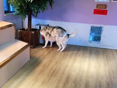 -Husky Go! 哈士奇体验馆·宠物咖啡厅狗咖