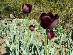 -长春公园(普阳街道)