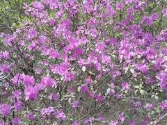 -黑龙江省森林植物园