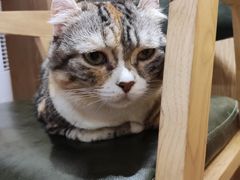 -MOCHA明星猫咖(田子坊店)