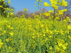 -天适樱花悠乐园