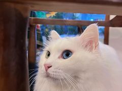 -有猫主题·治愈系猫咖(曾厝垵店)