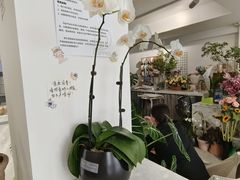 -Gigi Florist·Dk Coffee