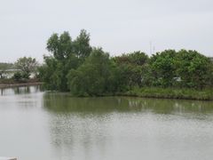 -大湾区中央湿地公园
