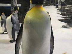 -悉尼海洋生物水族馆