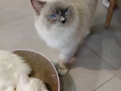 -Heymao猫咖.咖啡厅(东门店)