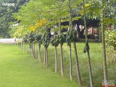 一排木瓜树-三亚亚龙湾红树林度假酒店