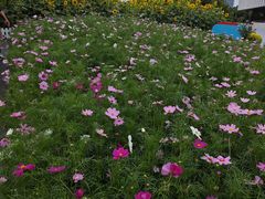 -同济大学(嘉定校区)