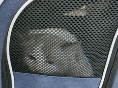 -爱洗澡的猫(望京店)