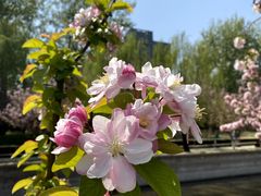 -海棠花溪(元大都城垣遗址公园)