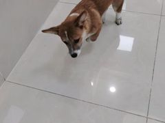 -北京观赏动物医院·24小时大型综合·猫专科·异宠专科