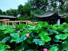 -莲湖公园