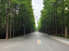 -日照海滨国家森林公园