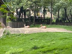 -合肥野生动物园