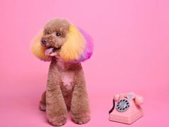 -读宠于你·约克夏比熊·睫角守宫·爬宠售卖(高新店)