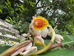 -九龙公园