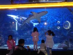 -烟台海昌鲸鲨海洋公园