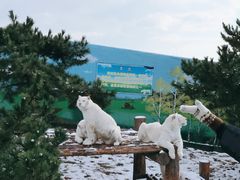 -西霞口神雕山野生动物世界