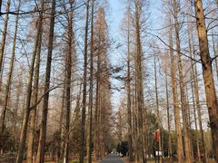 -东平国家森林公园