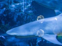 -烟台海昌鲸鲨海洋公园