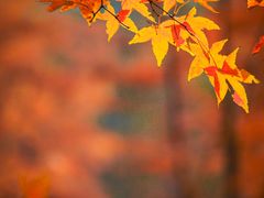 -昆山城市生态森林公园