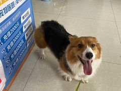 -瑞派福兴宠物医院犬猫全科·骨科·中西医结合(河东店)