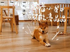-柴迷FANS CLUB·柴犬狗咖·猫咖